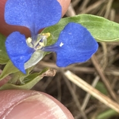 Commelina cyanea (Scurvy Weed) at Kangaroo Valley, NSW - 21 Feb 2023 by lbradley