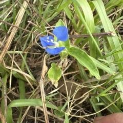 Commelina cyanea at Kangaroo Valley, NSW - 21 Feb 2023