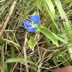 Commelina cyanea at Kangaroo Valley, NSW - suppressed