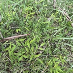 Commelina cyanea at Kangaroo Valley, NSW - 21 Feb 2023