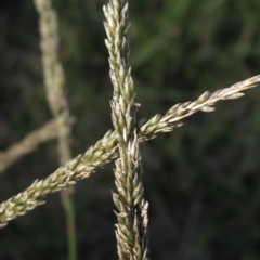 Sporobolus africanus (Parramatta Grass, Rat's Tail Grass) at Yarramundi Grassland
 - 22 Apr 2023 by pinnaCLE