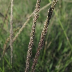 Sporobolus africanus at Molonglo Valley, ACT - 22 Apr 2023