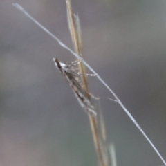 Scoparia oxygona at Hughes, ACT - 28 Apr 2023