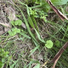 Dichondra repens (Kidney Weed) at Kangaroo Valley, NSW - 20 Feb 2023 by lbradley