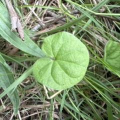 Dichondra repens at Kangaroo Valley, NSW - suppressed