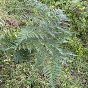 Pteridium esculentum at Kangaroo Valley, NSW - 5 Jan 2023