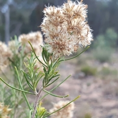 Cassinia hewsoniae (Sticky Cassinia) at Yass River, NSW - 28 Apr 2023 by SenexRugosus