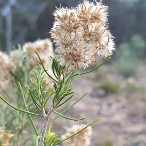 Cassinia hewsoniae at Yass River, NSW - 28 Apr 2023