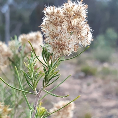 Cassinia hewsoniae (Sticky Cassinia) at Yass River, NSW - 28 Apr 2023 by SenexRugosus