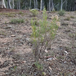 Cassinia hewsoniae at Yass River, NSW - 28 Apr 2023