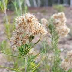 Cassinia hewsoniae at Yass River, NSW - 28 Apr 2023