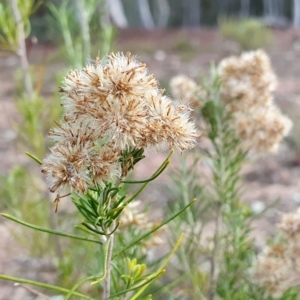 Cassinia hewsoniae at Yass River, NSW - 28 Apr 2023 04:25 PM