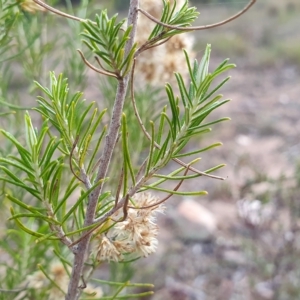 Cassinia hewsoniae at Yass River, NSW - 28 Apr 2023