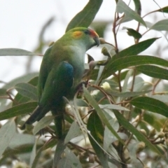 Parvipsitta porphyrocephala (Purple-crowned Lorikeet) at Karabar, NSW - 28 Apr 2023 by epic