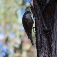 Cormobates leucophaea (White-throated Treecreeper) at Piney Ridge - 25 Apr 2023 by MatthewFrawley