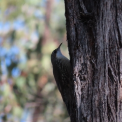 Cormobates leucophaea at Stromlo, ACT - 25 Apr 2023 01:21 PM