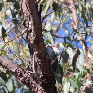 Cormobates leucophaea at Stromlo, ACT - 25 Apr 2023 01:21 PM