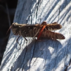 Heteropternis obscurella (A grasshopper) at Block 402 - 25 Apr 2023 by MatthewFrawley