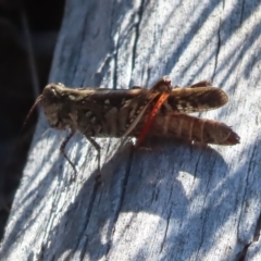 Heteropternis obscurella (A grasshopper) at Stromlo, ACT - 25 Apr 2023 by MatthewFrawley