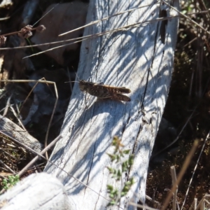 Heteropternis obscurella at Stromlo, ACT - 25 Apr 2023 01:23 PM