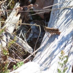 Heteropternis obscurella at Stromlo, ACT - 25 Apr 2023