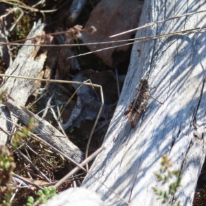 Heteropternis obscurella at Stromlo, ACT - 25 Apr 2023