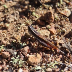 Macrotona australis (Common Macrotona Grasshopper) at Piney Ridge - 25 Apr 2023 by MatthewFrawley