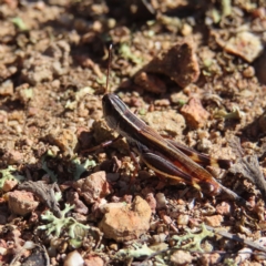 Macrotona australis (Common Macrotona Grasshopper) at Block 402 - 25 Apr 2023 by MatthewFrawley