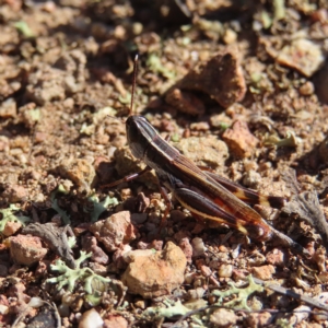 Macrotona australis at Stromlo, ACT - 25 Apr 2023 01:25 PM