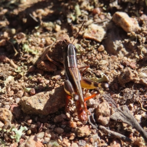 Macrotona australis at Stromlo, ACT - 25 Apr 2023 01:25 PM