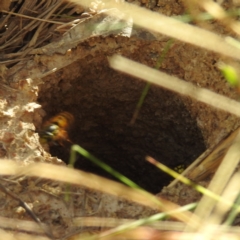 Vespula germanica (European wasp) at Kambah, ACT - 25 Apr 2023 by HelenCross