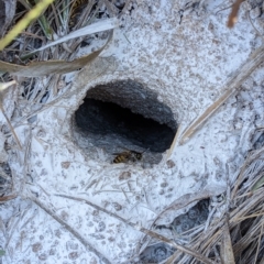 Vespula germanica at Kambah, ACT - 26 Apr 2023