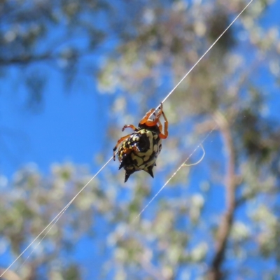 Austracantha minax (Christmas Spider, Jewel Spider) at Block 402 - 25 Apr 2023 by MatthewFrawley