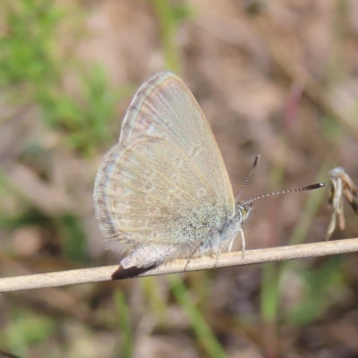 Zizina otis (Common Grass-Blue) at Block 402 - 25 Apr 2023 by MatthewFrawley