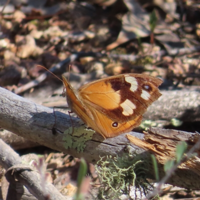 Heteronympha merope (Common Brown Butterfly) at Block 402 - 25 Apr 2023 by MatthewFrawley