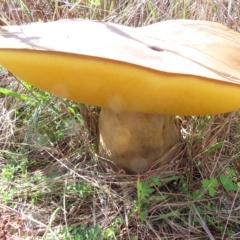 Phlebopus marginatus (Giant Bolete) at Stromlo, ACT - 25 Apr 2023 by MatthewFrawley