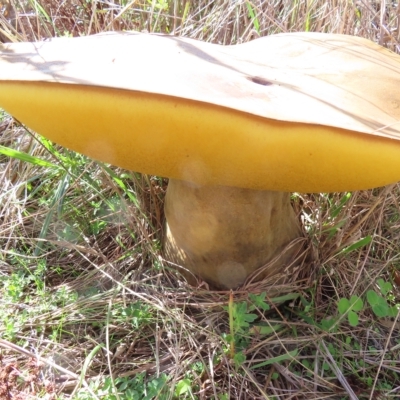 Phlebopus marginatus (Giant Bolete) at Block 402 - 25 Apr 2023 by MatthewFrawley