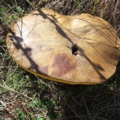 Phlebopus marginatus at Stromlo, ACT - 25 Apr 2023 01:40 PM