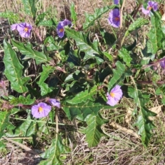 Solanum cinereum (Narrawa Burr) at Stromlo, ACT - 25 Apr 2023 by MatthewFrawley