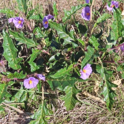 Solanum cinereum (Narrawa Burr) at Piney Ridge - 25 Apr 2023 by MatthewFrawley