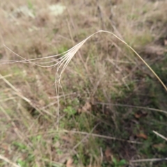 Anthosachne scabra (Common Wheat-grass) at Block 402 - 25 Apr 2023 by MatthewFrawley