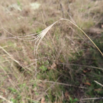 Anthosachne scabra (Common Wheat-grass) at Stromlo, ACT - 25 Apr 2023 by MatthewFrawley