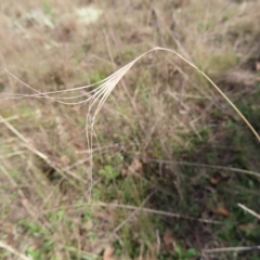 Anthosachne scabra (Common Wheat-grass) at Stromlo, ACT - 25 Apr 2023 by MatthewFrawley