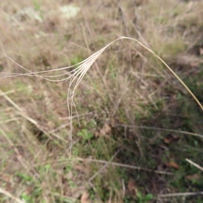 Anthosachne scabra (Common Wheat-grass) at Block 402 - 25 Apr 2023 by MatthewFrawley