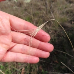 Anthosachne scabra at Stromlo, ACT - 25 Apr 2023