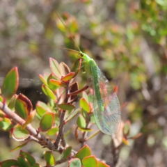 Mallada traviatus (Goldeneye Lacewing) at Piney Ridge - 25 Apr 2023 by MatthewFrawley