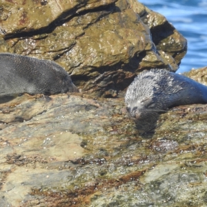 Arctocephalus pusillus doriferus at Bermagui, NSW - 25 Apr 2023 02:07 PM