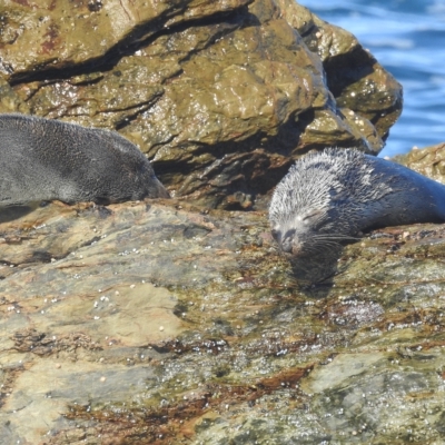 Arctocephalus pusillus doriferus (Australian Fur-seal) at Bermagui, NSW - 25 Apr 2023 by HelenCross