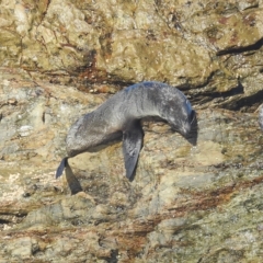 Arctocephalus pusillus doriferus at Bermagui, NSW - 25 Apr 2023 02:07 PM