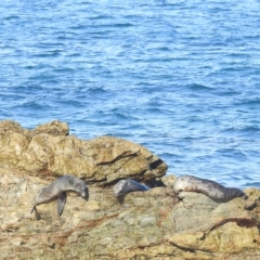 Arctocephalus pusillus doriferus at Bermagui, NSW - 25 Apr 2023